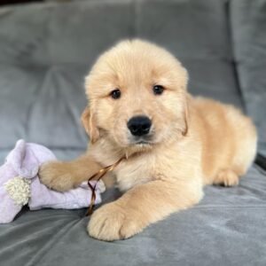 Max, Male
