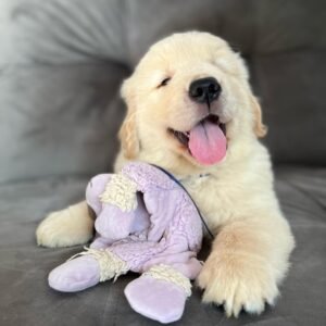 Harley, Female - Reserved