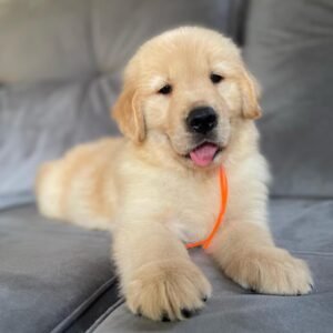 Jerry, Male - Reserved