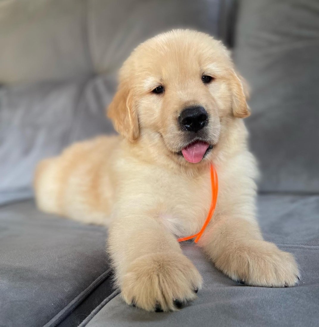 Jerry, Male - Reserved